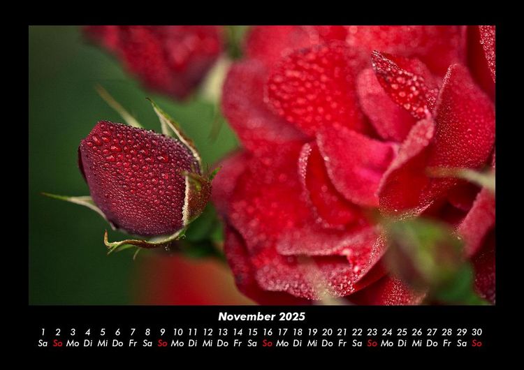 Produktbild: Blumenkalender 2025 Fotokalender DIN A3