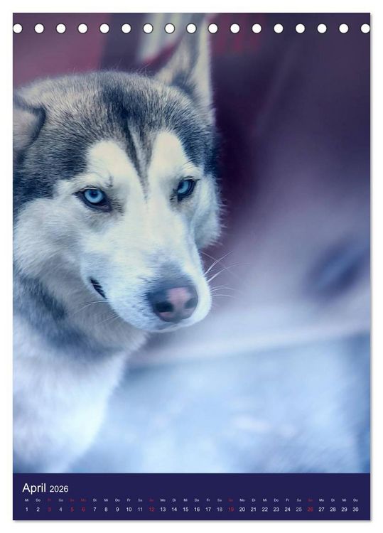 Produktbild: Huskies - Artwork (Tischkalender 2026 DIN A5 hoch), CALVENDO Monatskalender