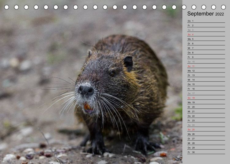 Produktbild: Nutrias (Myocastor coypus) (Tischkalender 2022 DIN A5 quer)