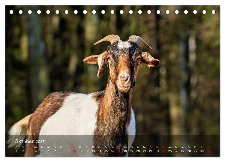 Produktbild: Albziegen (Tischkalender 2027 DIN A5 quer), CALVENDO Monatskalender