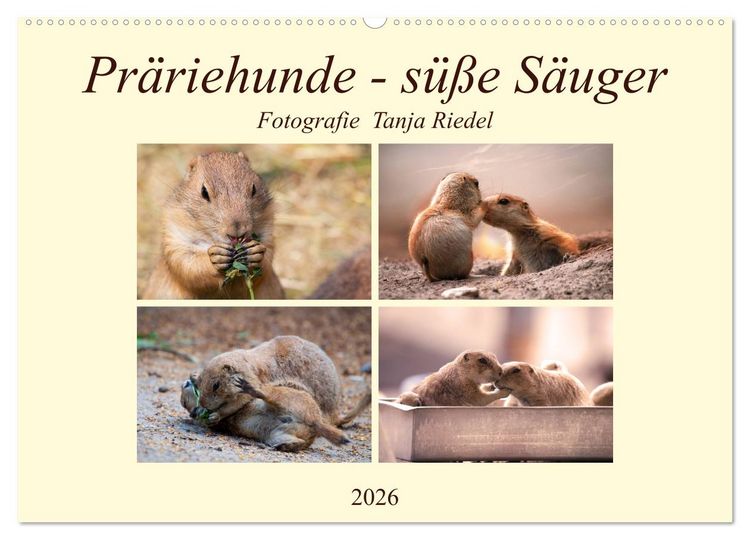 Produktbild: Pr&auml;riehunde - s&uuml;&szlig;e S&auml;uger (Wandkalender 2026 DIN A2 quer), CALVENDO Monatskalender