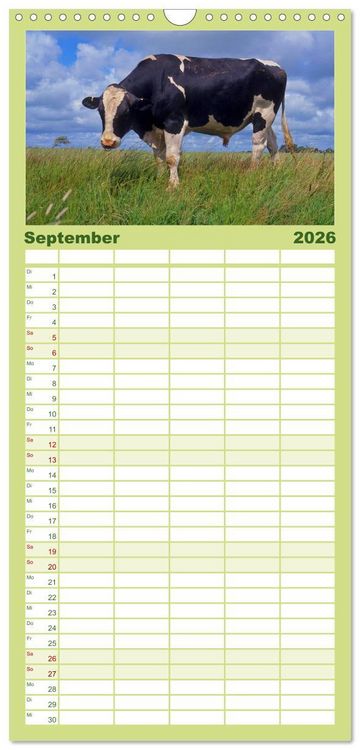 Produktbild: Familienplaner 2026 - Rinder auf dem Lande mit 5 Spalten (Wandkalender, 21 x 45 cm) CALVENDO