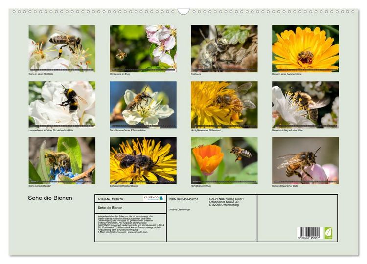 Produktbild: Sehe die Bienen (Wandkalender 2026 DIN A2 quer), CALVENDO Monatskalender