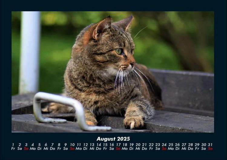 Produktbild: Haustierkalender 2025 Fotokalender DIN A4
