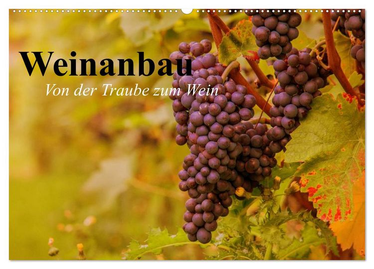 Produktbild: Weinanbau. Von der Traube zum Wein (Wandkalender 2026 DIN A2 quer), CALVENDO Monatskalender