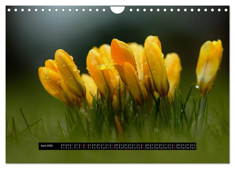 Produktbild: Bl&uuml;ten-Zauber am Wegesrand 2026 (Wandkalender 2026 DIN A4 quer), CALVENDO Monatskalender