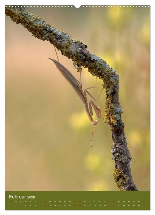 Produktbild: Die Gottesanbeterin. R&auml;uber der Insektenwelt. (Wandkalender 2026 DIN A2 hoch), CALVENDO Monatskalender