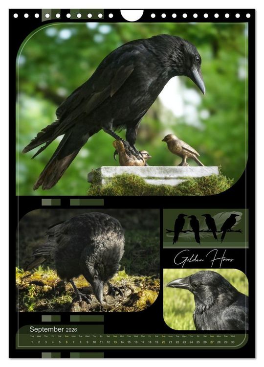 Produktbild: Crows - Through the Seasons (Wall Calendar 2026 DIN A4 portrait), CALVENDO 12 Month Wall Calendar