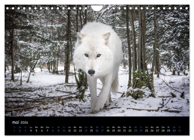 Produktbild: J'ai vu le loup (Calendrier mural 2026 DIN A4 vertical), CALVENDO calendrier mensuel