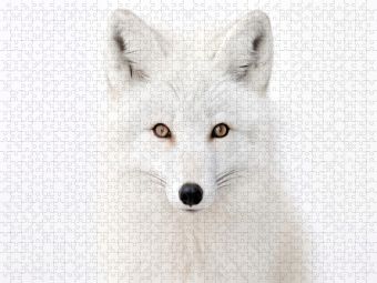 Produktbild: CALVENDO Puzzle Ein Motiv aus dem Kalender "Only white animals" | 1000 Teile Lege-Gr&ouml;&szlig;e 64x48cm Foto-Puzzle f&uuml;r gl&uuml;ckliche Stunden