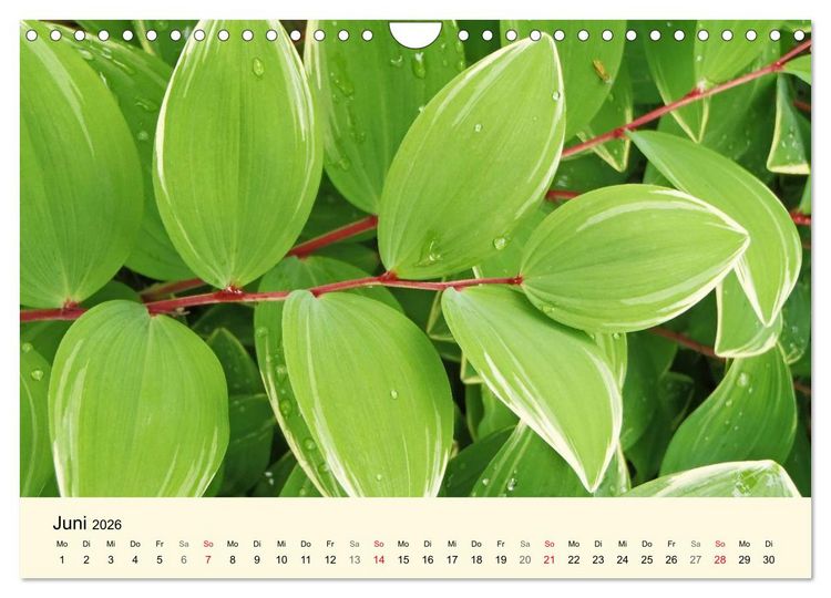 Produktbild: Kraftquelle Gr&uuml;n (Wandkalender 2026 DIN A4 quer), CALVENDO Monatskalender