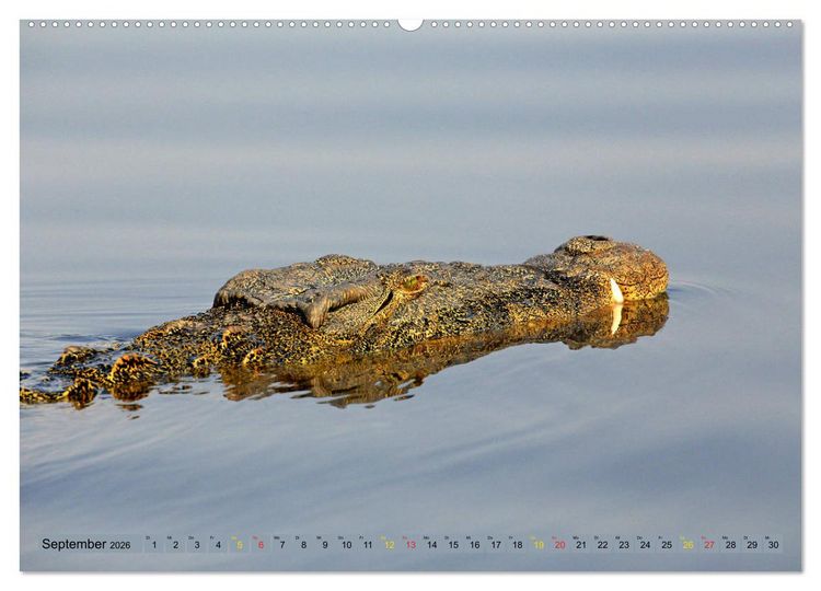 Produktbild: Krokodile in der Wildnis (Wandkalender 2026 DIN A2 quer), CALVENDO Monatskalender