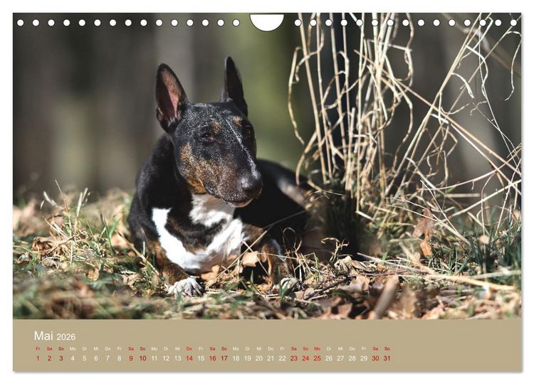 Produktbild: Fantastische Bullterrier - Sieger im Herzen (Wandkalender 2026 DIN A4 quer), CALVENDO Monatskalender