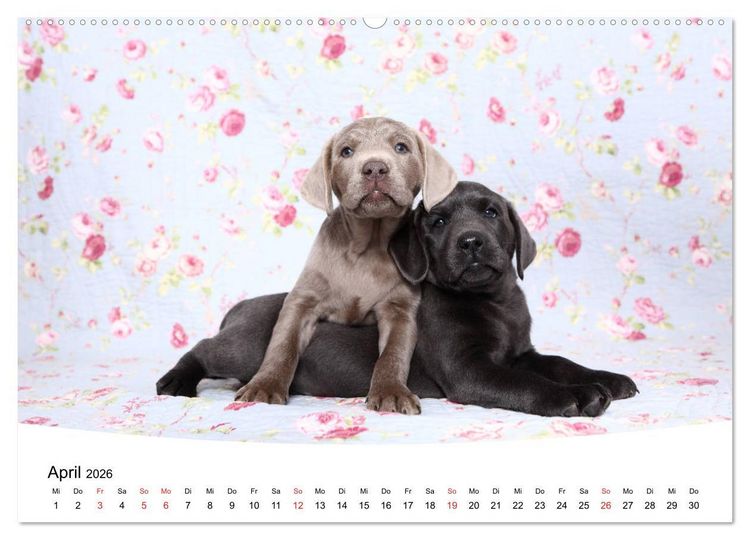 Produktbild: Labrador Welpen - Labrador Puppies (hochwertiger Premium Wandkalender 2026 DIN A2 quer), Kunstdruck in Hochglanz