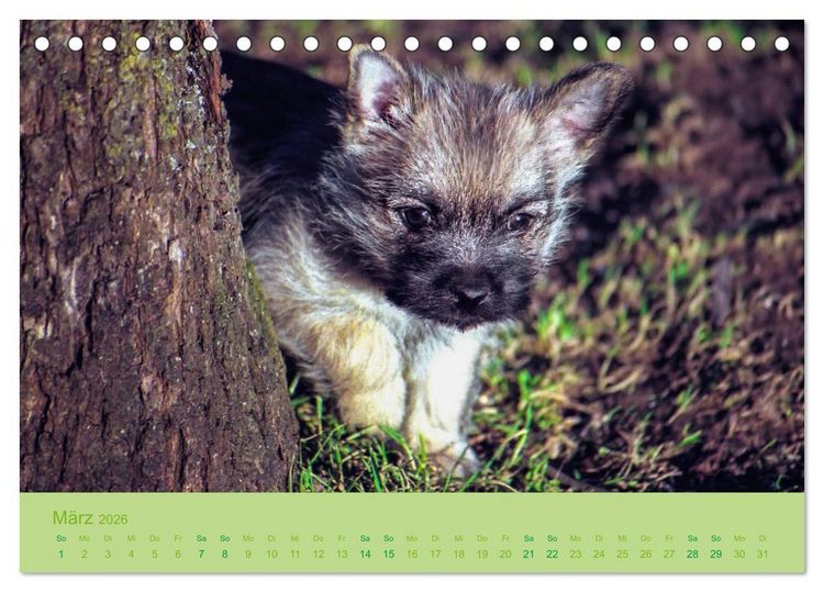 Produktbild: Cairns Forever (Tischkalender 2026 DIN A5 quer), CALVENDO Monatskalender