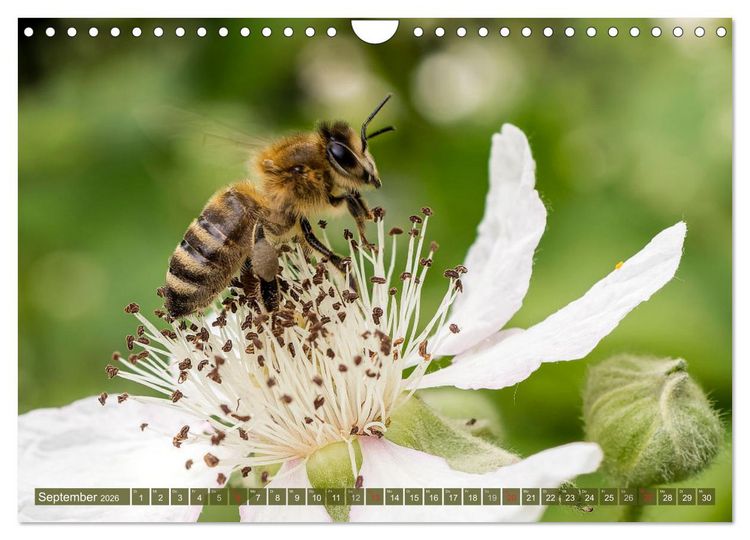 Produktbild: INSEKTEN - Makrofotografie in freier Natur (Wandkalender 2026 DIN A4 quer), CALVENDO Monatskalender
