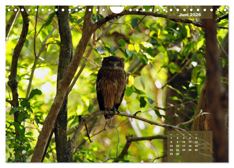 Produktbild: Wilde Tiere Indiens (Wandkalender 2026 DIN A4 quer), CALVENDO Monatskalender