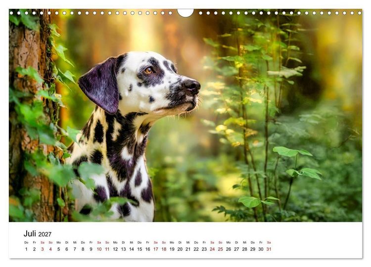 Produktbild: Dalmatiner - Mehr als nur Punkte! (Wandkalender 2027 DIN A3 quer), CALVENDO Monatskalender