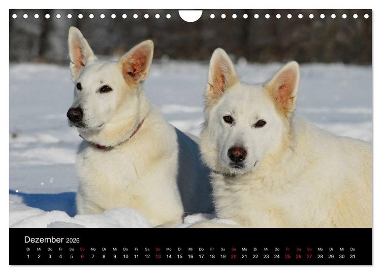 Produktbild: Wei&szlig;er Schweizer Sch&auml;ferhund (Wandkalender 2026 DIN A4 quer), CALVENDO Monatskalender