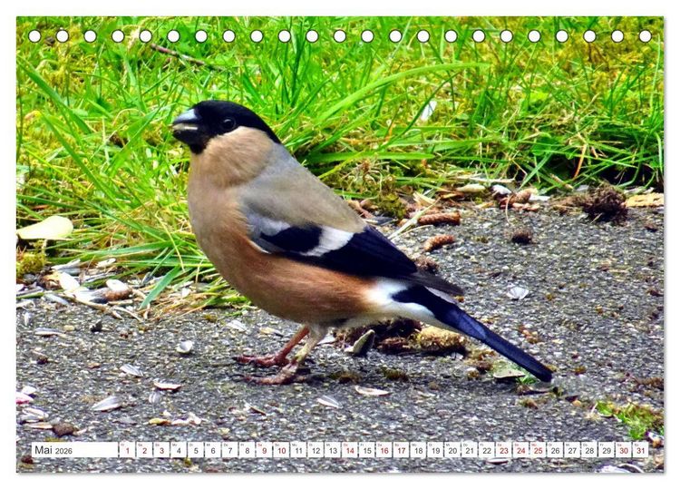Produktbild: Herr und Frau Gimpel - Stammg&auml;ste im Garten (Tischkalender 2026 DIN A5 quer), CALVENDO Monatskalender
