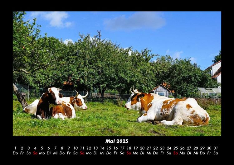 Produktbild: Kuhkalender 2025 Fotokalender DIN A3