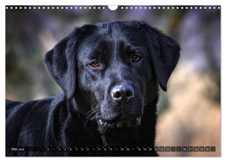 Produktbild: Labrador Retriever - Jagdhund mit Charme (Wandkalender 2026 DIN A3 quer), CALVENDO Monatskalender