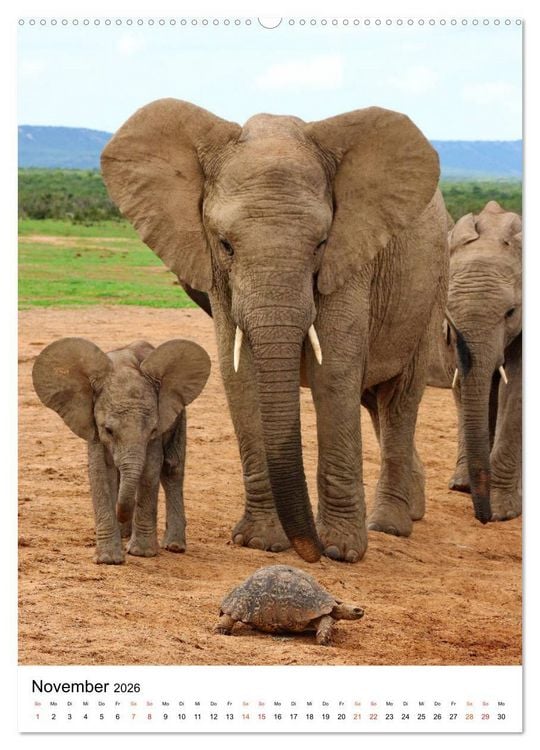 Produktbild: S&Uuml;DAFRIKA Wild-Tiere im Addo Elephant Park (hochwertiger Premium Wandkalender 2026 DIN A2 hoch), Kunstdruck in Hochglanz