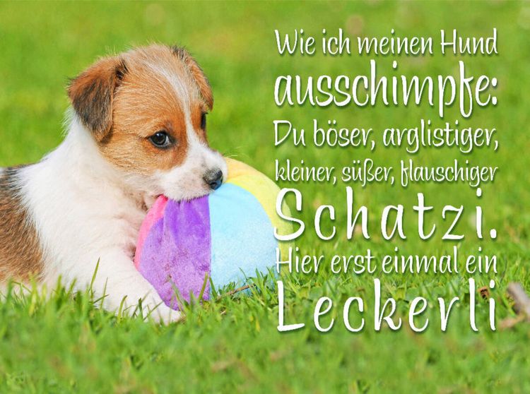 Produktbild: CALVENDO Puzzle Jack Russell Terrier Welpe liegt in der Wiese und knabbert an einem Ball | 2000 Teile Lege-Gr&ouml;&szlig;e 90x67cm Foto-Puzzle f&uuml;r gl&uuml;ckliche Stunden