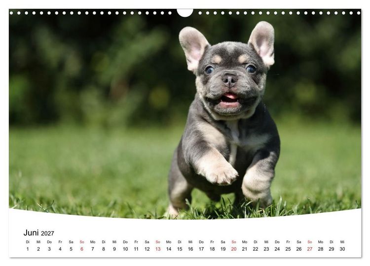 Produktbild: Bullys - Franz&ouml;sische Bulldoggen 2027 (Wandkalender 2027 DIN A3 quer), CALVENDO Monatskalender