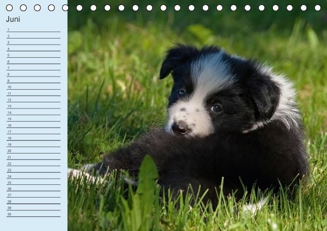 Produktbild: Der Border Collie Geburtstagskalender (Tischkalender immerw&auml;hrend DIN A5 quer)