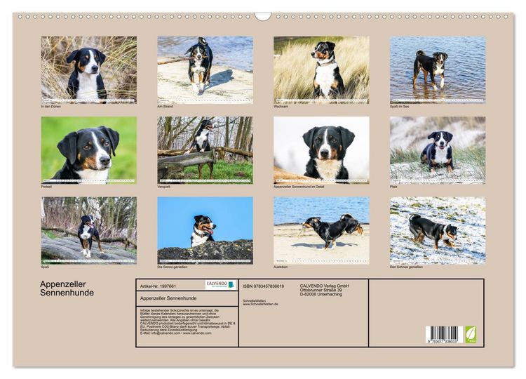 Produktbild: Appenzeller Sennenhunde (Wandkalender 2026 DIN A2 quer), CALVENDO Monatskalender