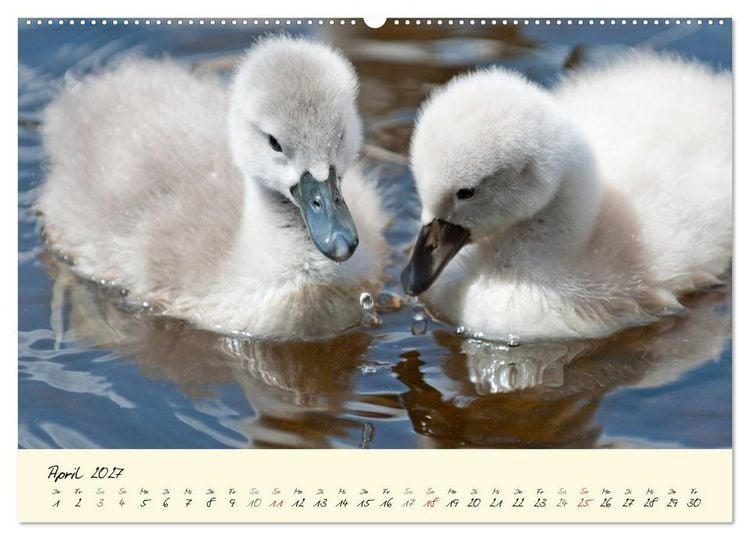 Produktbild: Vom K&uuml;ken zum stolzen Schwan (hochwertiger Premium Wandkalender 2027 DIN A2 quer), Kunstdruck in Hochglanz