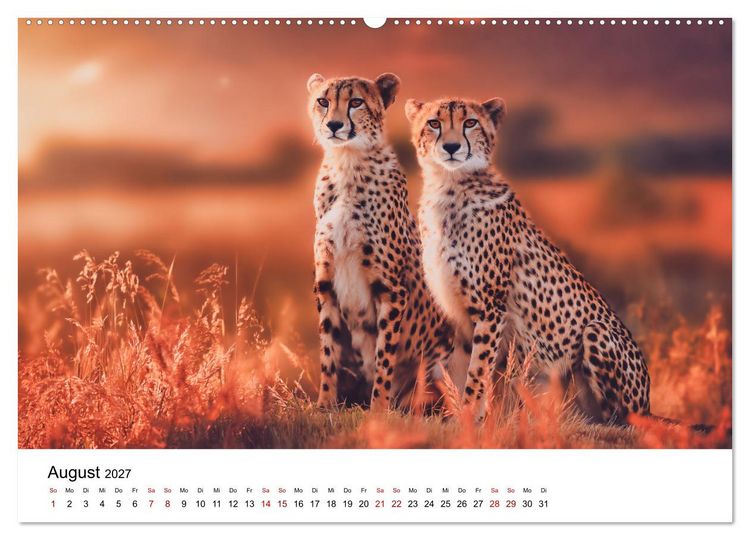 Produktbild: Eleganz und Instinkt - die beeindruckende Welt der Geparden (hochwertiger Premium Wandkalender 2027 DIN A2 quer), Kunstdruck in Hochglanz