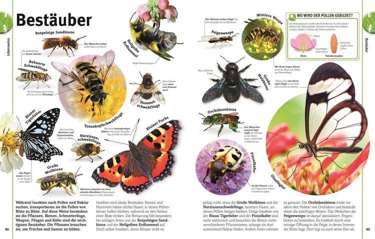 Produktbild: Unsere Welt in 1000 Bildern. Insekten