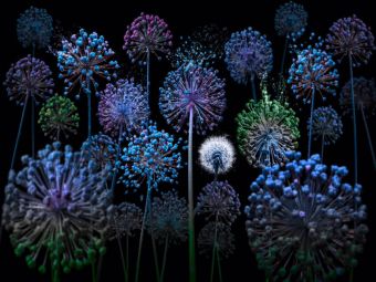 Produktbild: CALVENDO Puzzle Allium fantasia | 1000 Teile Lege-Gr&ouml;&szlig;e 64x48cm Foto-Puzzle f&uuml;r gl&uuml;ckliche Stunden