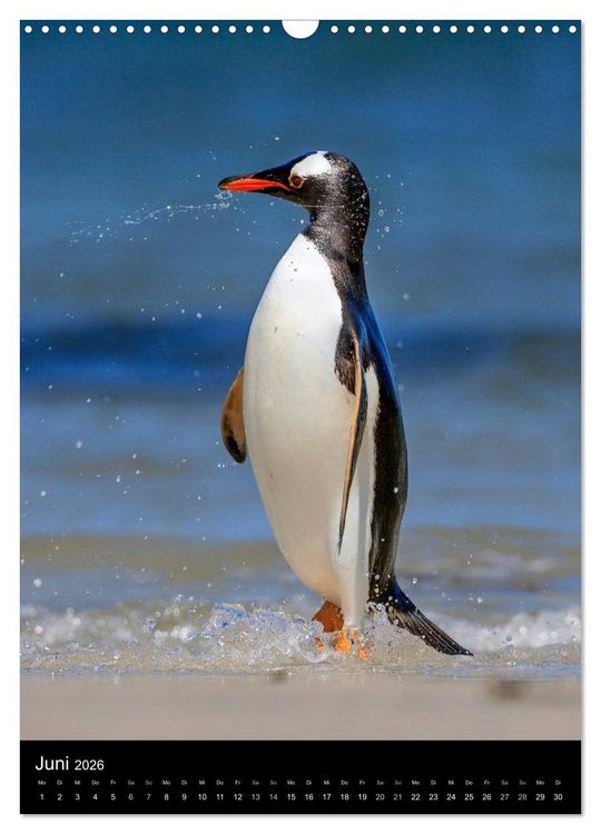 Produktbild: Hallo Pinguin (Wandkalender 2026 DIN A3 hoch), CALVENDO Monatskalender