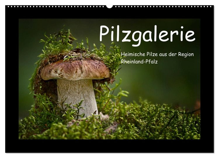 Produktbild: Pilzgalerie - Heimische Pilze aus der Region Rheinland-Pfalz (Wandkalender 2026 DIN A2 quer), CALVENDO Monatskalender