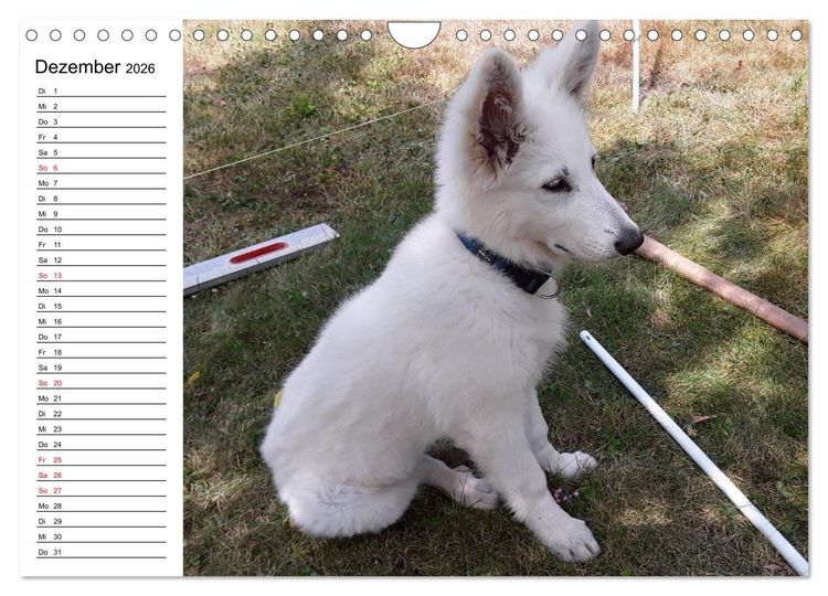 Produktbild: Berger Blanc Suisse - Wei&szlig;er Schweizer Sch&auml;ferhund (Wandkalender 2026 DIN A4 quer), CALVENDO Monatskalender