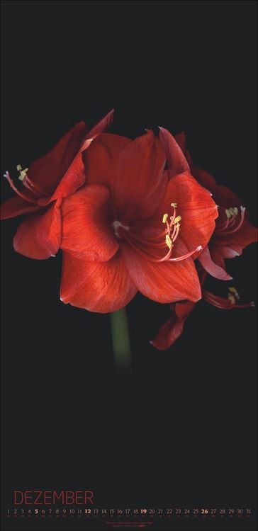 Produktbild: Die Magie der Blumen Kalender 2027