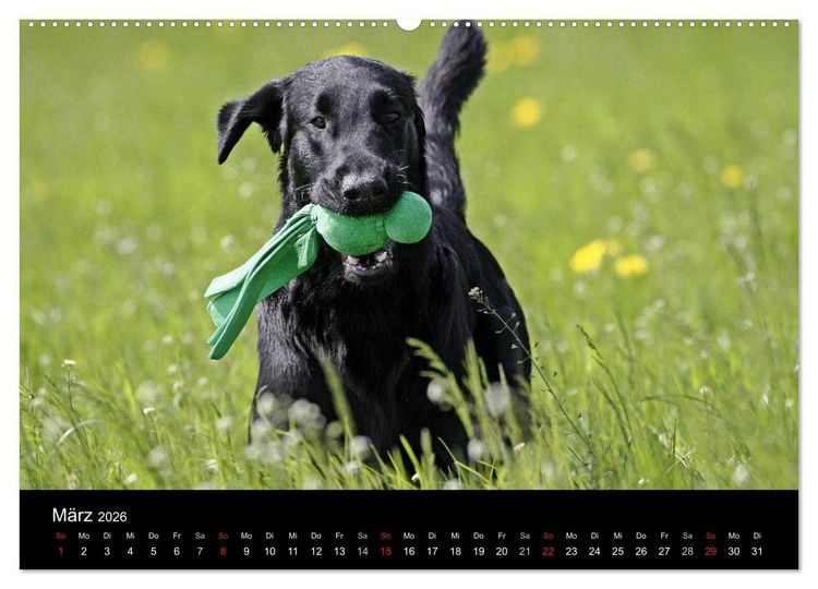 Produktbild: Flatcoated Retriever (Wandkalender 2026 DIN A2 quer), CALVENDO Monatskalender