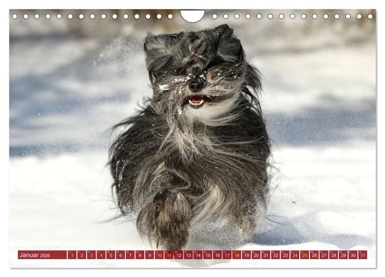 Produktbild: Tibet Terrier Theo (Wandkalender 2026 DIN A4 quer), CALVENDO Monatskalender