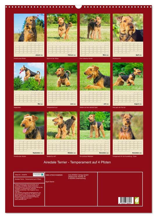 Produktbild: Airedale Terrier - Temperament auf 4 Pfoten (Wandkalender 2026 DIN A2 hoch), CALVENDO Monatskalender