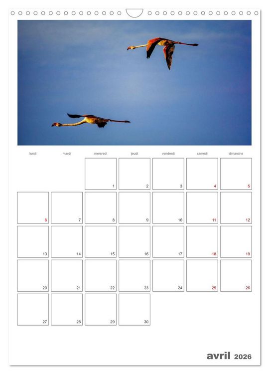 Produktbild: Notre nature sauvage, oiseaux aquatiques d'Europe (Calendrier mural 2026 DIN A3 horizontal), CALVENDO calendrier mensuel