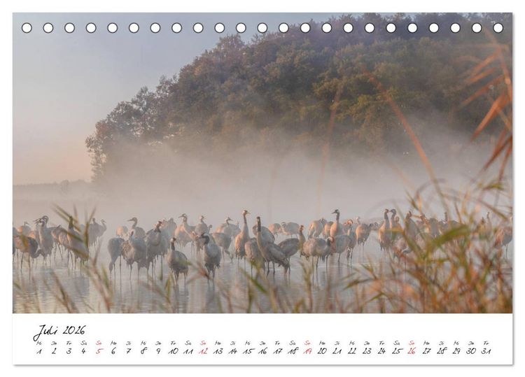 Produktbild: Kraniche am Schlafplatz - im Naturparadies der Mecklenburgischen Seenplatte (Tischkalender 2026 DIN A5 quer), CALVENDO Monatskalender