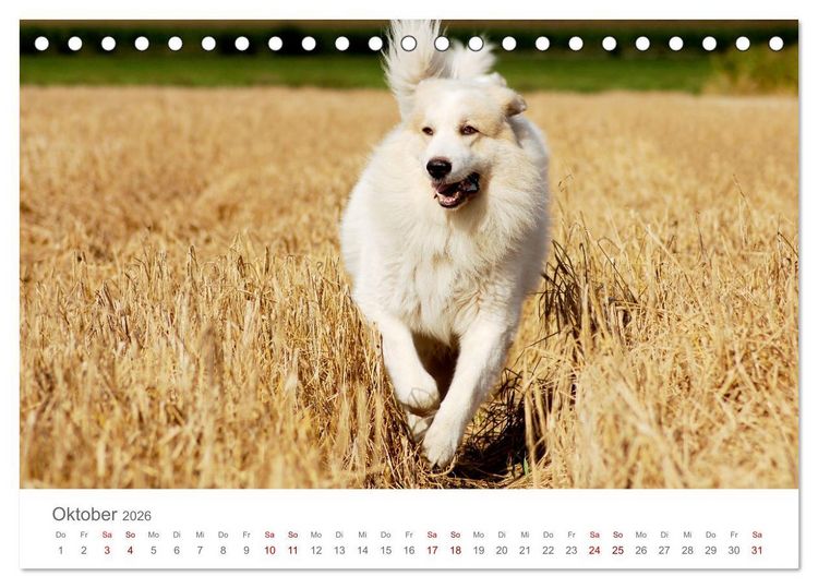 Produktbild: Pyren&auml;enberghunde (Tischkalender 2026 DIN A5 quer), CALVENDO Monatskalender