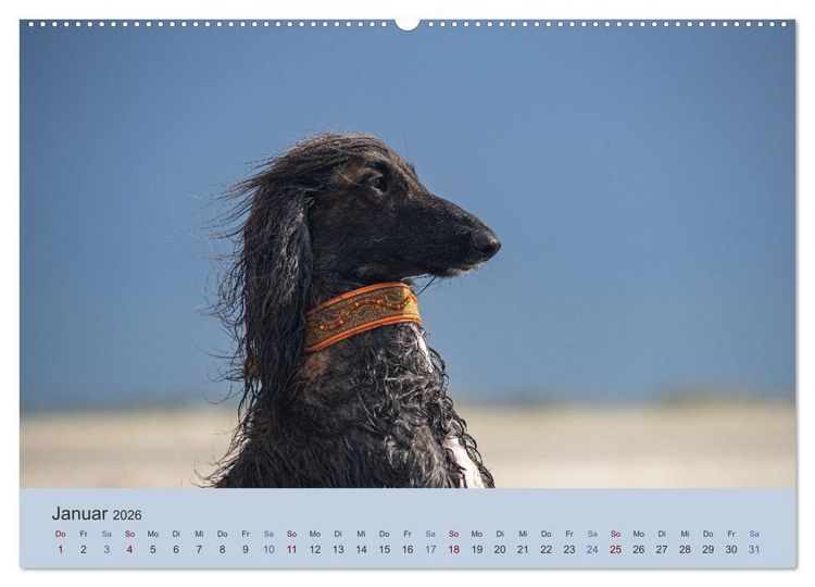 Produktbild: AFGHANISCHE WINDHUNDE 2026 (hochwertiger Premium Wandkalender 2026 DIN A2 quer), Kunstdruck in Hochglanz