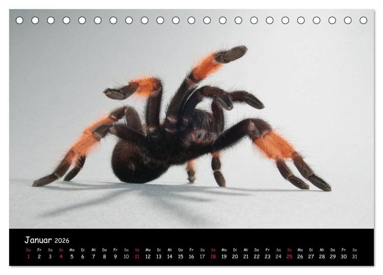 Produktbild: Mystische Vogelspinnen (Tischkalender 2026 DIN A5 quer), CALVENDO Monatskalender