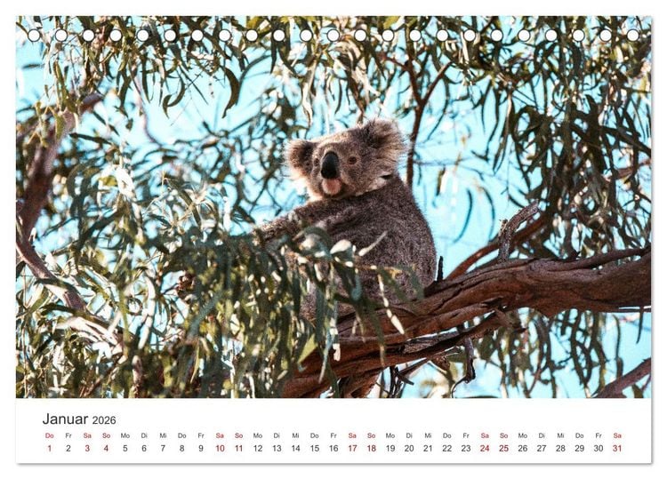 Produktbild: Knuffige Koalab&auml;ren (Tischkalender 2026 DIN A5 quer), CALVENDO Monatskalender