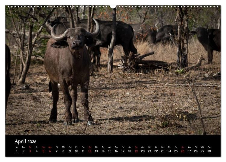 Produktbild: Tier-Momente in Afrika (hochwertiger Premium Wandkalender 2026 DIN A2 quer), Kunstdruck in Hochglanz