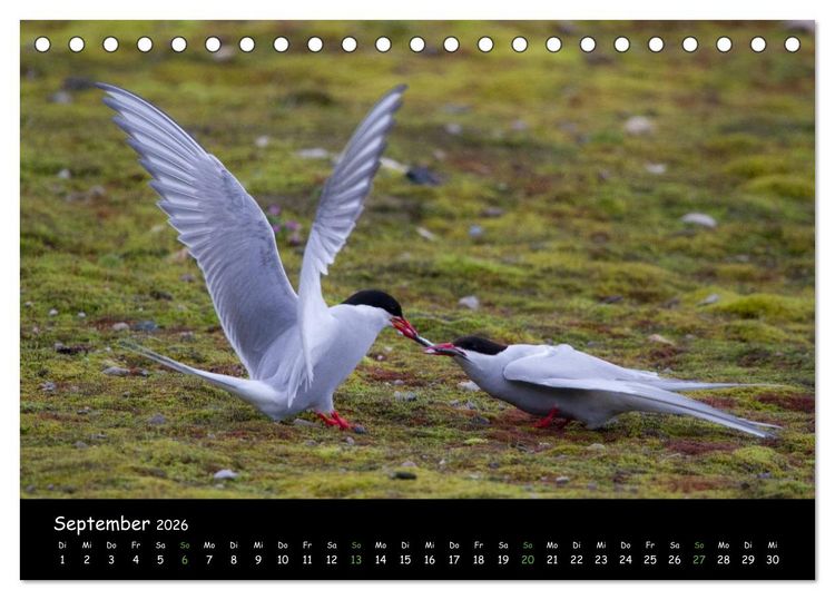 Produktbild: Spitzbergen (Tischkalender 2026 DIN A5 quer), CALVENDO Monatskalender
